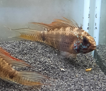 Breitbinden Zwergbuntbarsch,hochflossig, Apistogramma piaroa